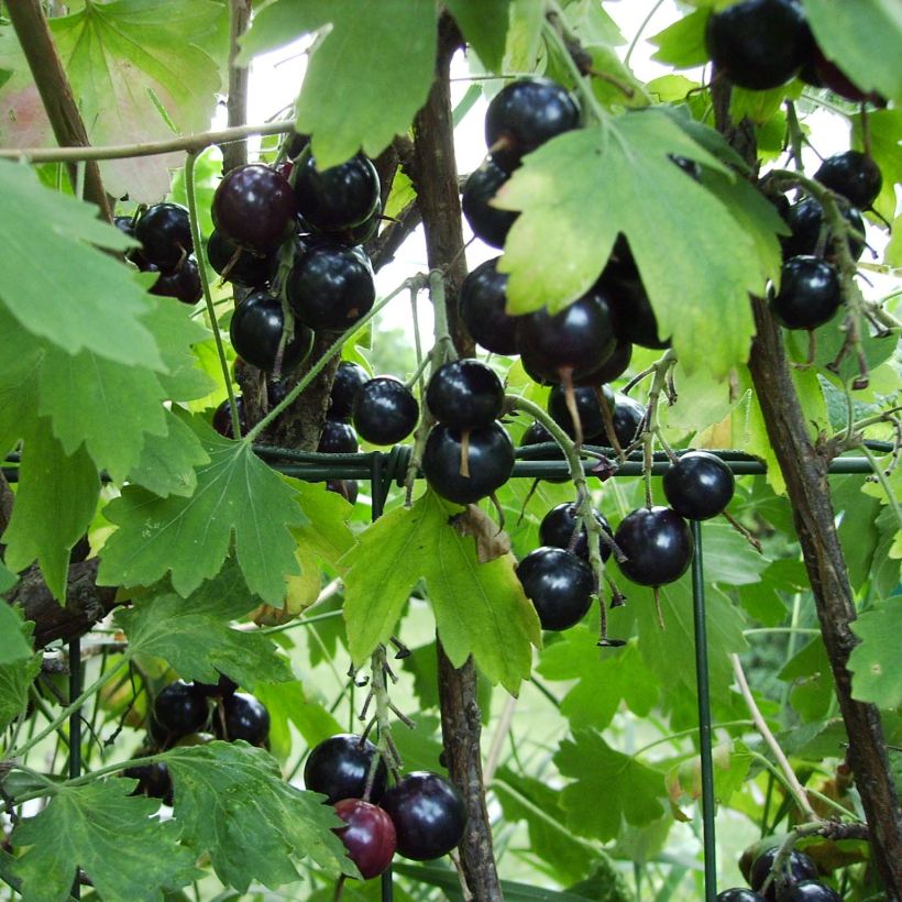 Ribes odoratum (Raccolta)