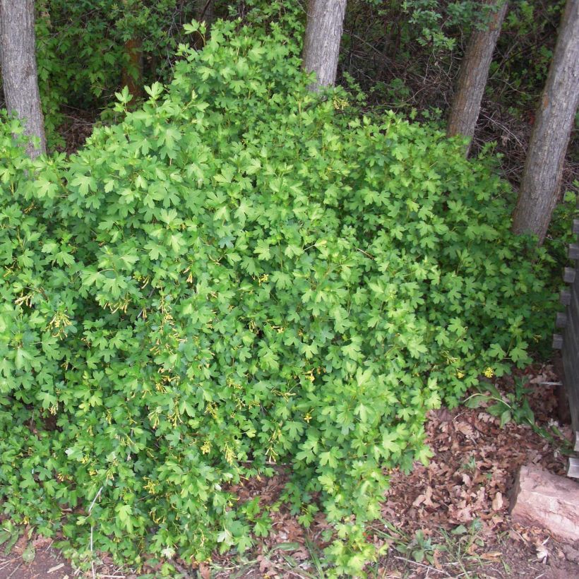 Ribes odoratum (Porto)
