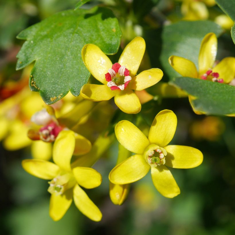 Ribes odoratum (Fioritura)