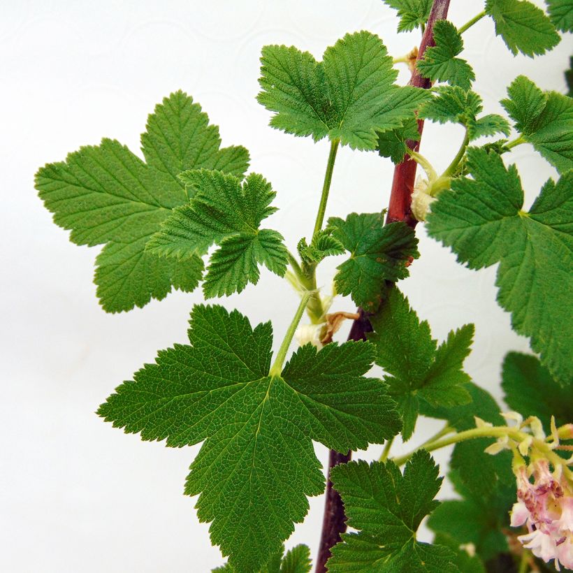 Ribes sanguineum - Ribes sanguigno (Fogliame)
