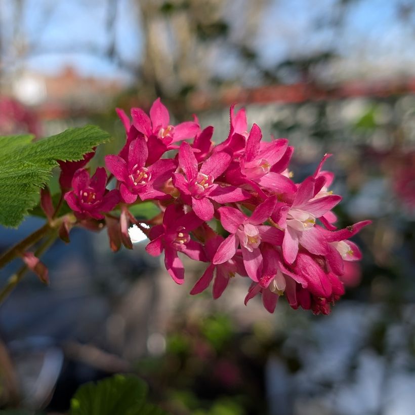 Ribes sanguigno Amore (Fioritura)