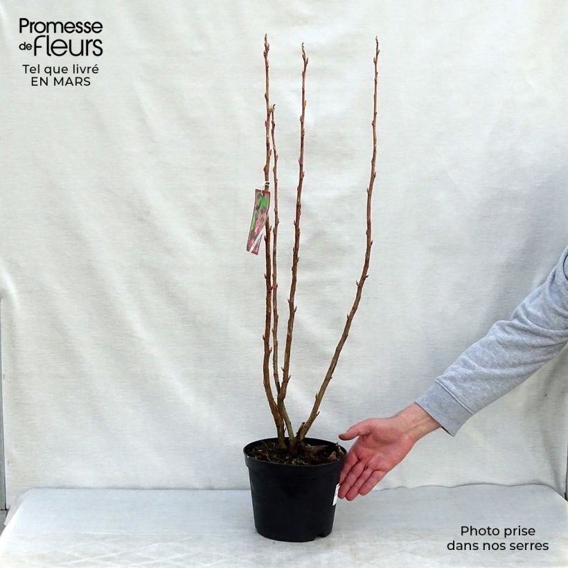 Ribes sanguineum - Ribes sanguigno Vaso da 3L/4L esemplare consegnato in primavera