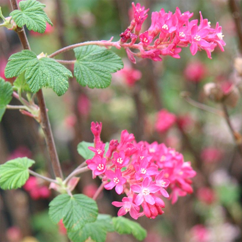 Ribes sanguigno King Edward VII (Fioritura)
