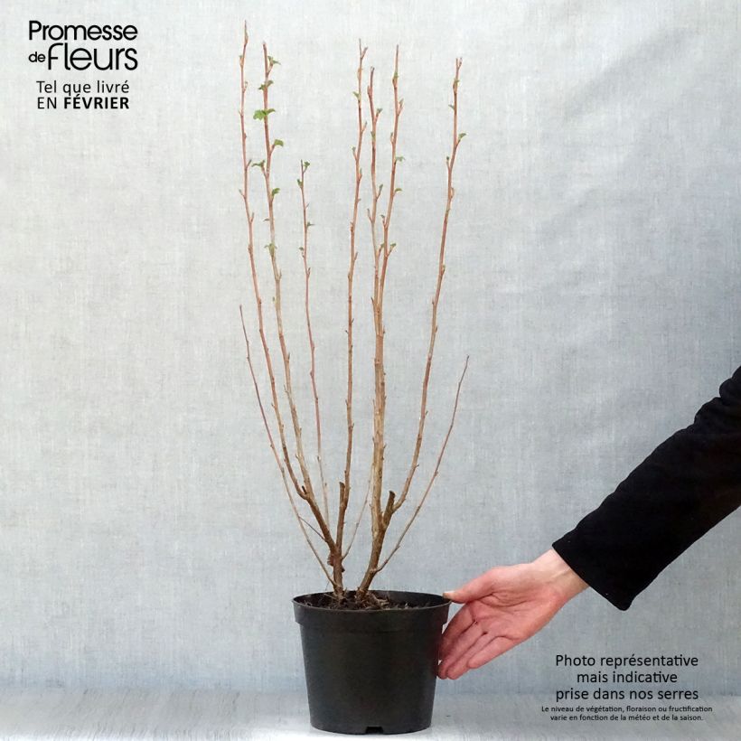 Ribes sanguigno King Edward VII Vaso da 3L/4L esemplare consegnato in inverno