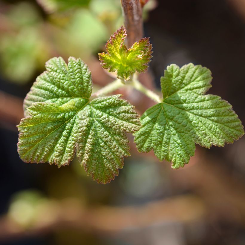 Ribes sanguigno King Edward VII (Fogliame)
