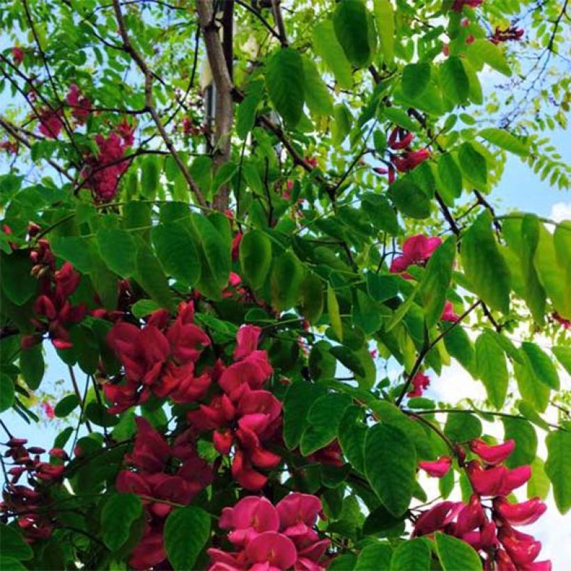 Robinia pseudoacacia Casque Rouge - Robinia a fiore rosse (Fogliame)