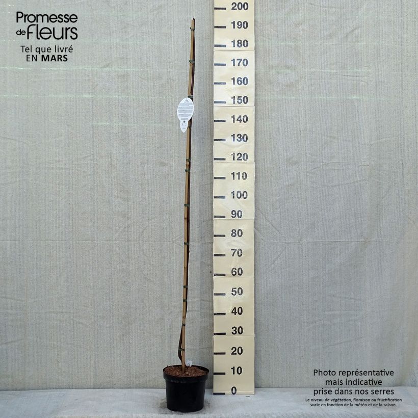 Robinia pseudoacacia Casque Rouge - Robinia a fiore rosse Vaso da 4L/5L esemplare consegnato in inverno