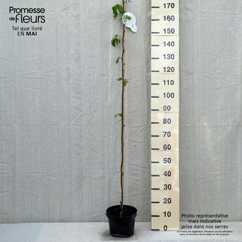 Robinia pseudoacacia Casque Rouge - Robinia a fiore rosse Vaso da 4L/5L esemplare consegnato in primavera