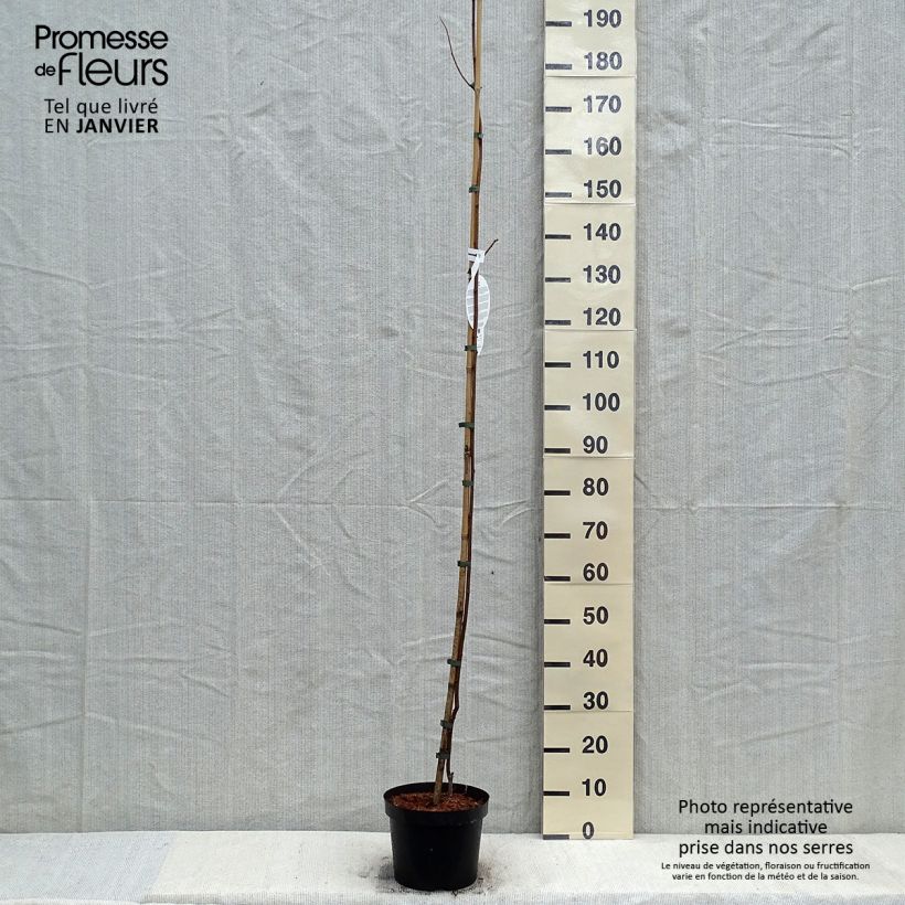 Robinia pseudoacacia Frisia - Robinia dorato Vaso da 4L/5L esemplare consegnato in inverno
