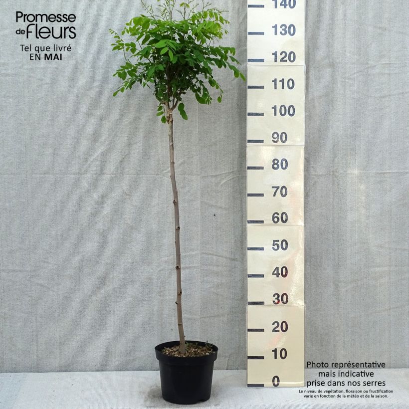 Robinia pseudoacacia Umbraculifera - Robinia Vaso da 4L/5L, Vaso impalcato medio esemplare consegnato in primavera
