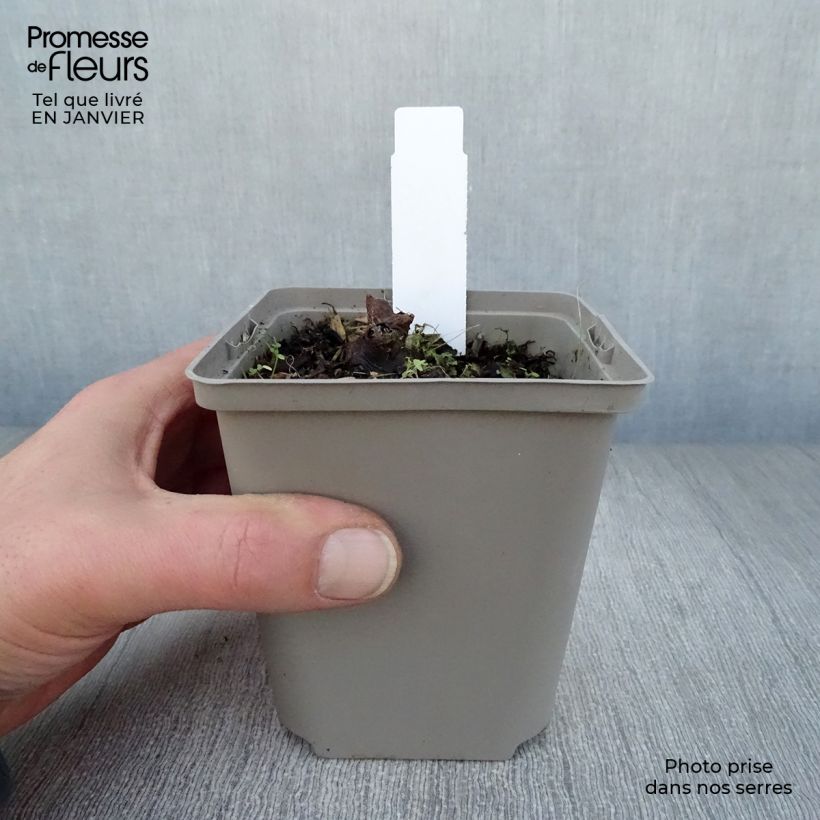 Rodgersia aesculifolia Irish Bronze Vasetto da 8/9 cm esemplare consegnato in inverno