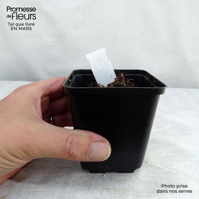 Rodgersia aesculifolia var. henrici Vasetto da 8/9 cm esemplare consegnato in inverno