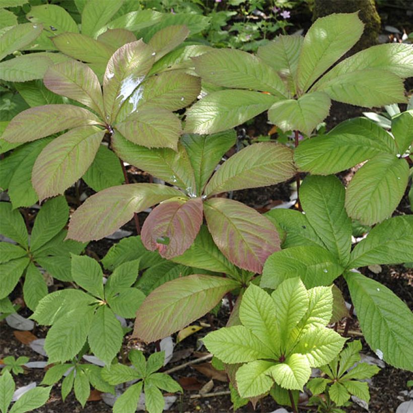 Rodgersia pinnata (Fogliame)