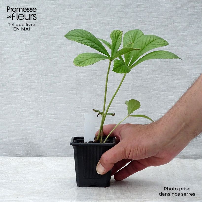 Rodgersia pinnata Vasetto da 8/9 cm esemplare consegnato in primavera