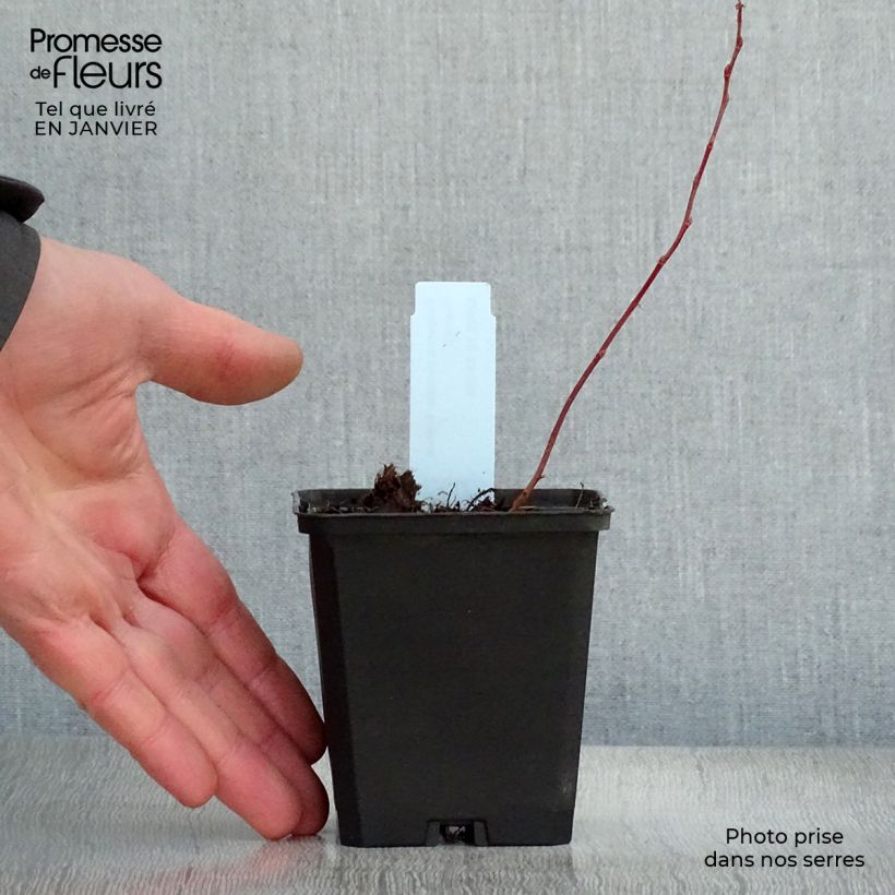 Rodgersia pinnata Bronze Peacock Vasetto da 8/9 cm esemplare consegnato in inverno