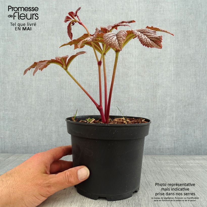 Rodgersia pinnata Bronze Peacock Vaso da 2L/3L esemplare consegnato in primavera