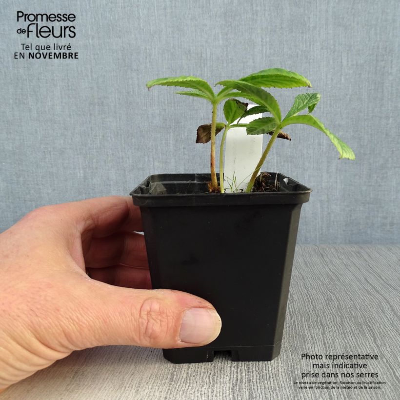 Esemplare di Rodgersia pinnata Chocolate Wings Vasetto da 8/9 cm come consegnato in autunno