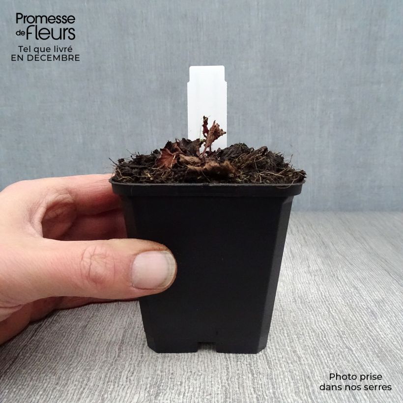 Rodgersia pinnata Chocolate Wings Vasetto da 8/9 cm esemplare consegnato in inverno