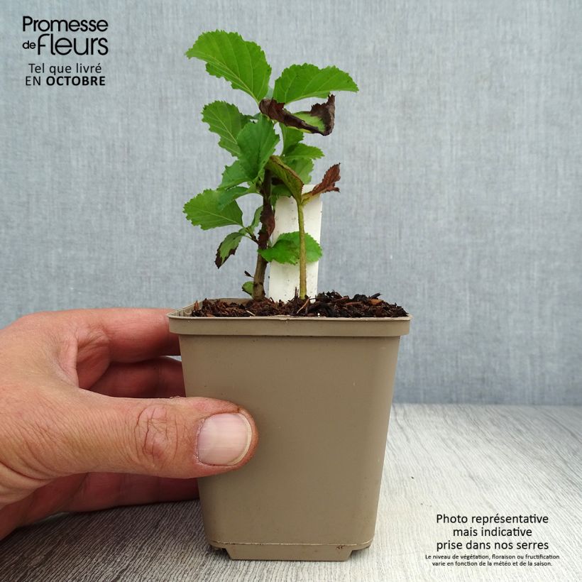 Esemplare di Rodgersia pinnata Dark Pokers Vasetto da 8/9 cm come consegnato in autunno