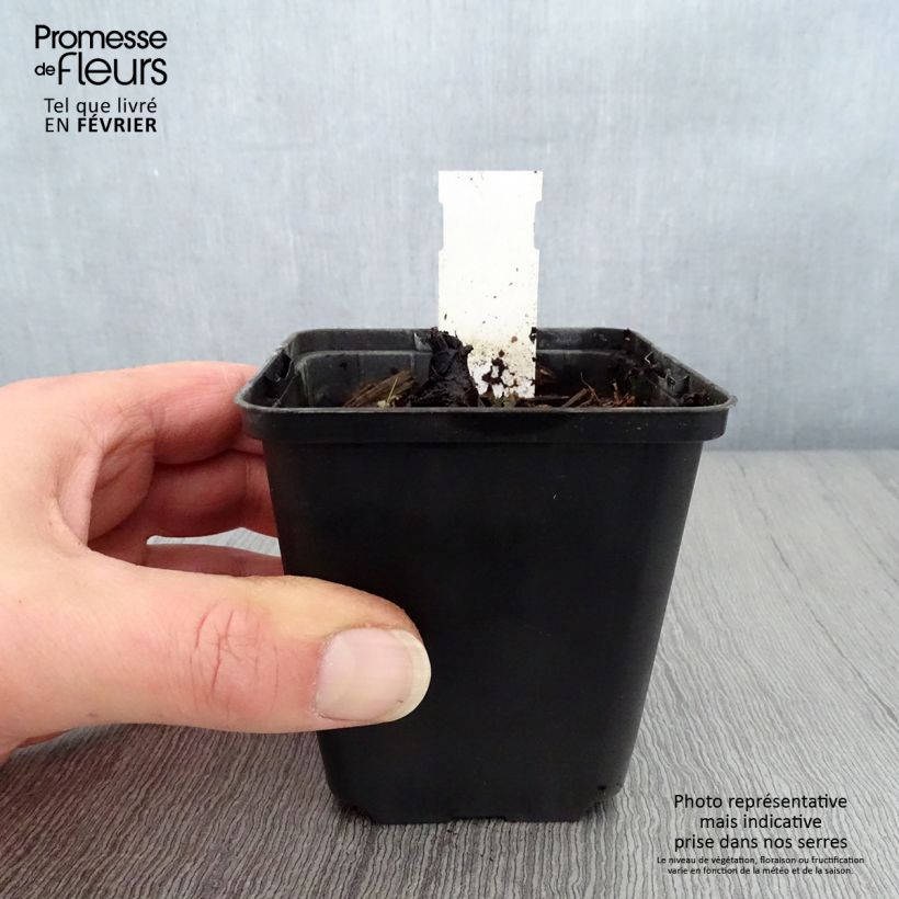 Rodgersia pinnata Dark Pokers Vasetto da 8/9 cm esemplare consegnato in inverno