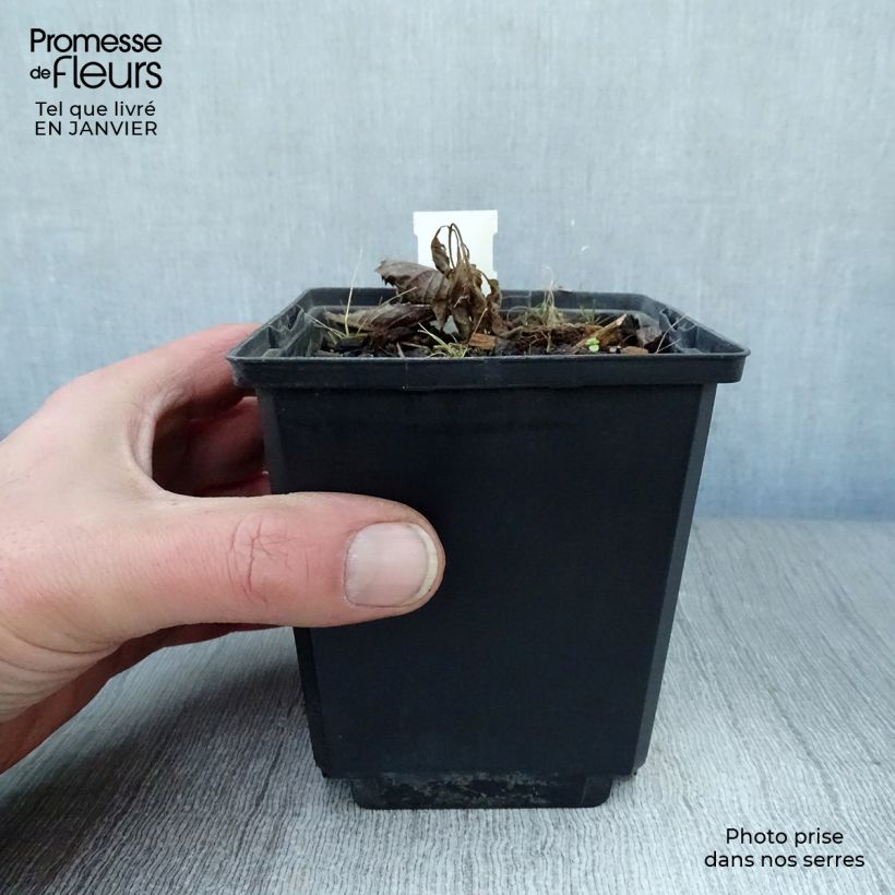 Rodgersia pinnata Elegans Vasetto da 8/9 cm esemplare consegnato in inverno