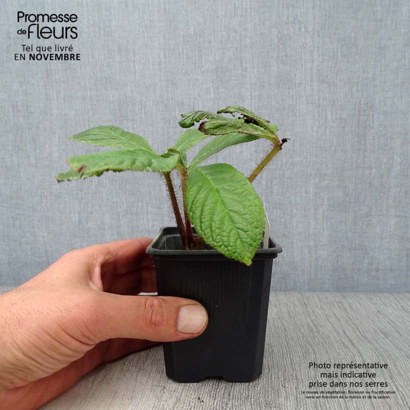 Esemplare di Rodgersia pinnata Vasetto da 8/9 cm come consegnato in autunno