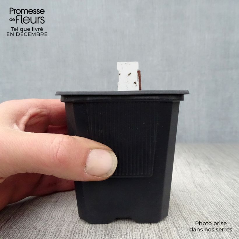 Rodgersia pinnata Vasetto da 8/9 cm esemplare consegnato in inverno