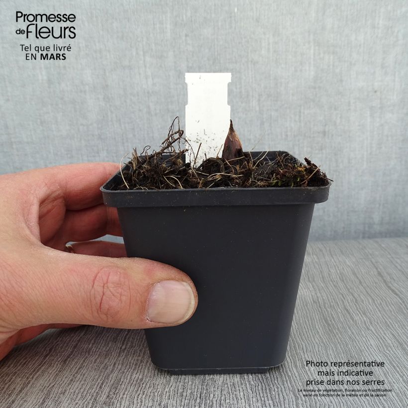 Rodgersia podophylla Vasetto da 8/9 cm esemplare consegnato in inverno