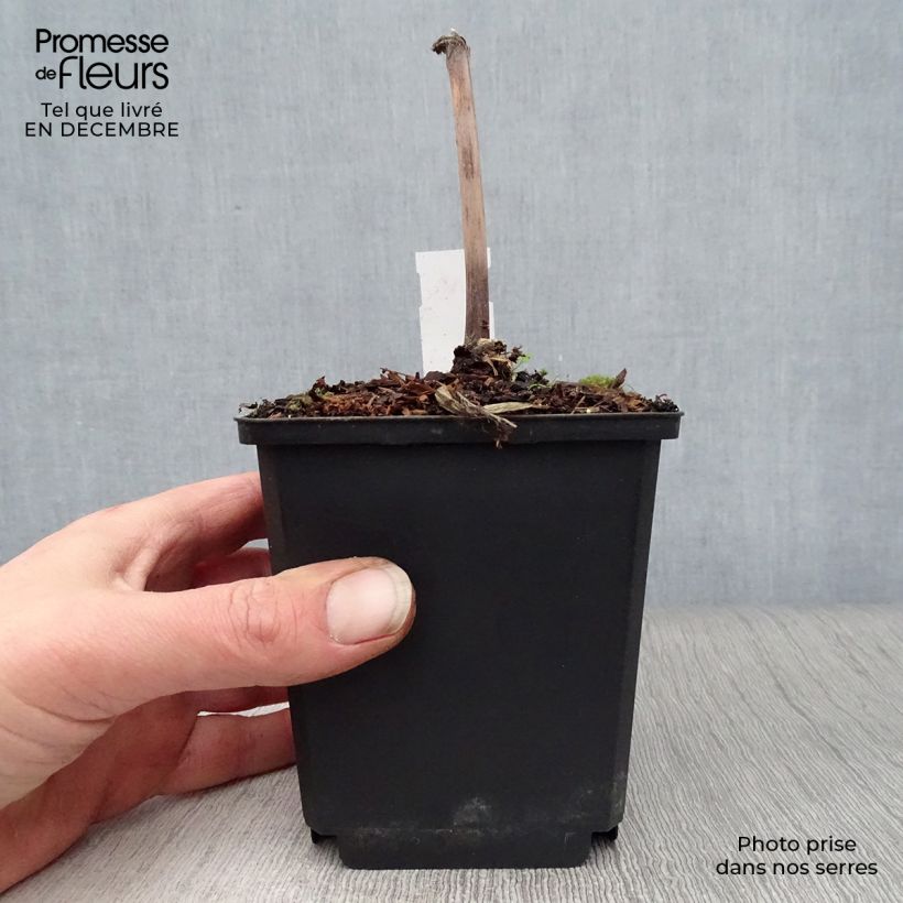 Rodgersia sambucifolia Vasetto da 8/9 cm esemplare consegnato in inverno