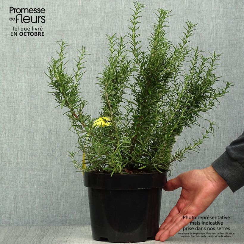 Esemplare di Rosmarinus officinalis Tuscan Blue - Rosmarino Vaso da 3L/4L come consegnato in autunno