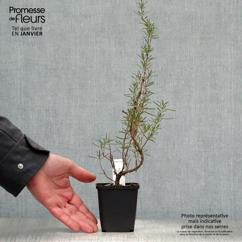 Rosmarinus officinalis Albiflorus - Rosmarino Vasetto da 8/9 cm esemplare consegnato in inverno