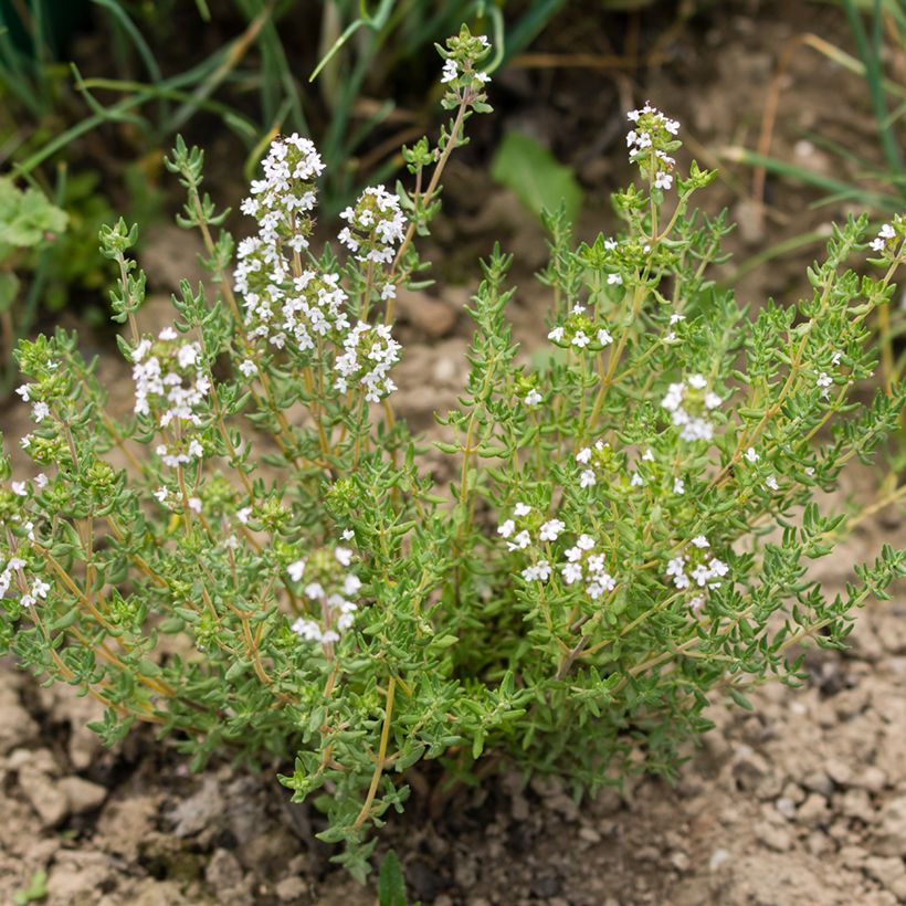 Rosmarinus officinalis Albiflorus - Rosmarino (Porto)