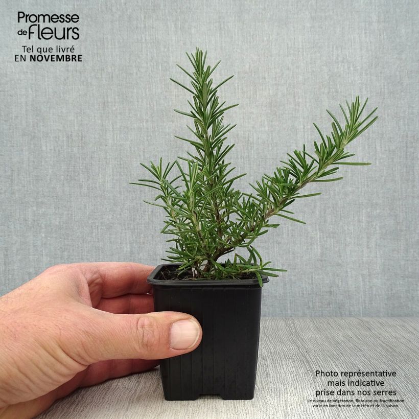 Esemplare di Rosmarinus officinalis Pointe du Raz - Rosmarino Vasetto da 8/9 cm come consegnato in autunno