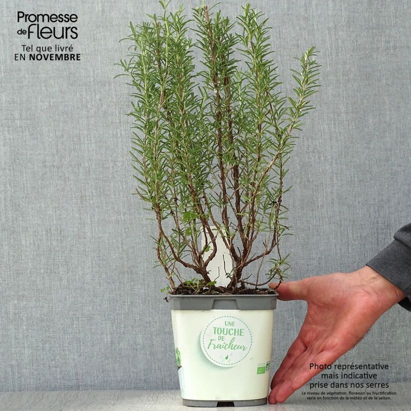 Esemplare di Rosmarinus officinalis Bio (piante) - Rosmarino Vaso da 1L/1,5L come consegnato in autunno