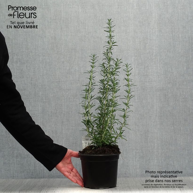 Esemplare di Rosmarinus officinalis - Rosmarino Vaso da 1L/1,5L come consegnato in autunno