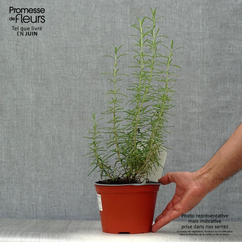 Esemplare di Rosmarinus officinalis - Rosmarino Vaso da 1L/1,5L consegnato in estate