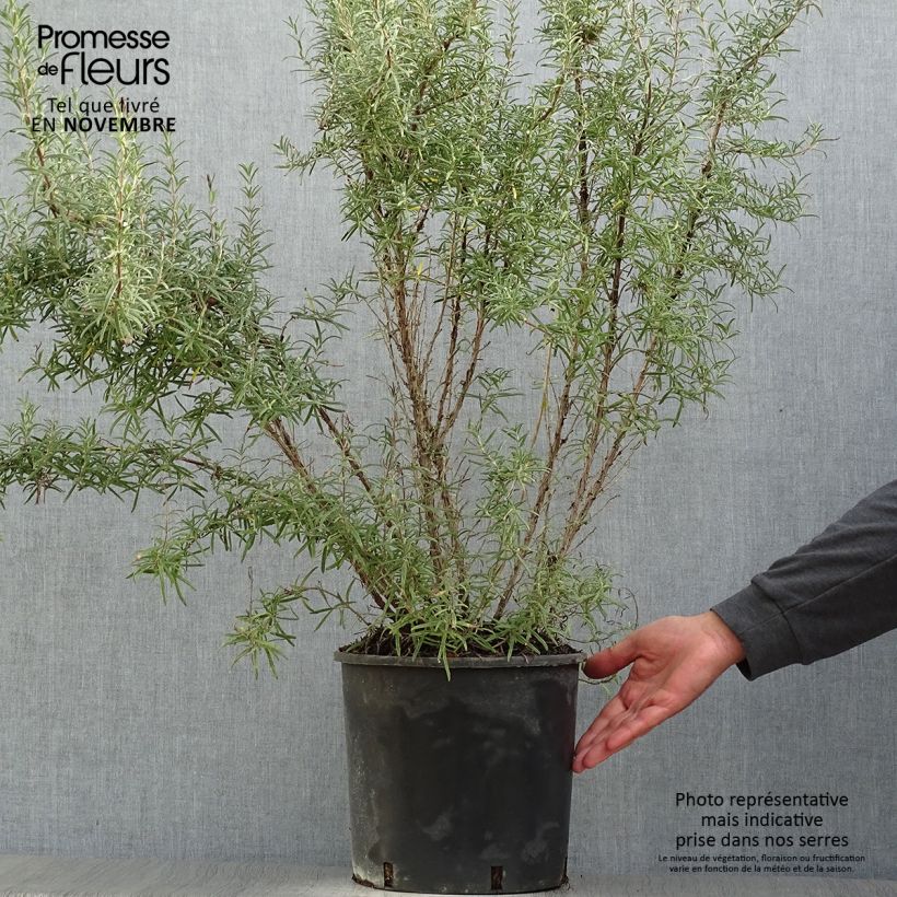 Esemplare di Rosmarinus officinalis - Rosmarino Vaso da 7,5L/10L come consegnato in autunno