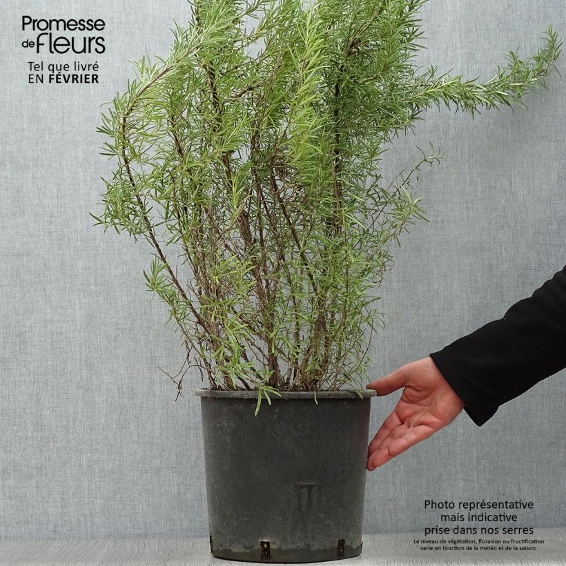 Rosmarinus officinalis - Rosmarino Vaso da 7,5L/10L esemplare consegnato in inverno