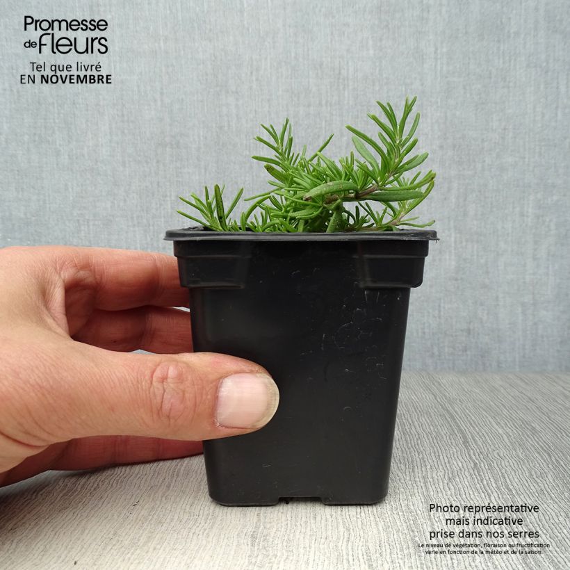 Esemplare di Rosmarinus officinalis Prostratus - Rosmarino Vasetto da 7/8 cm come consegnato in autunno