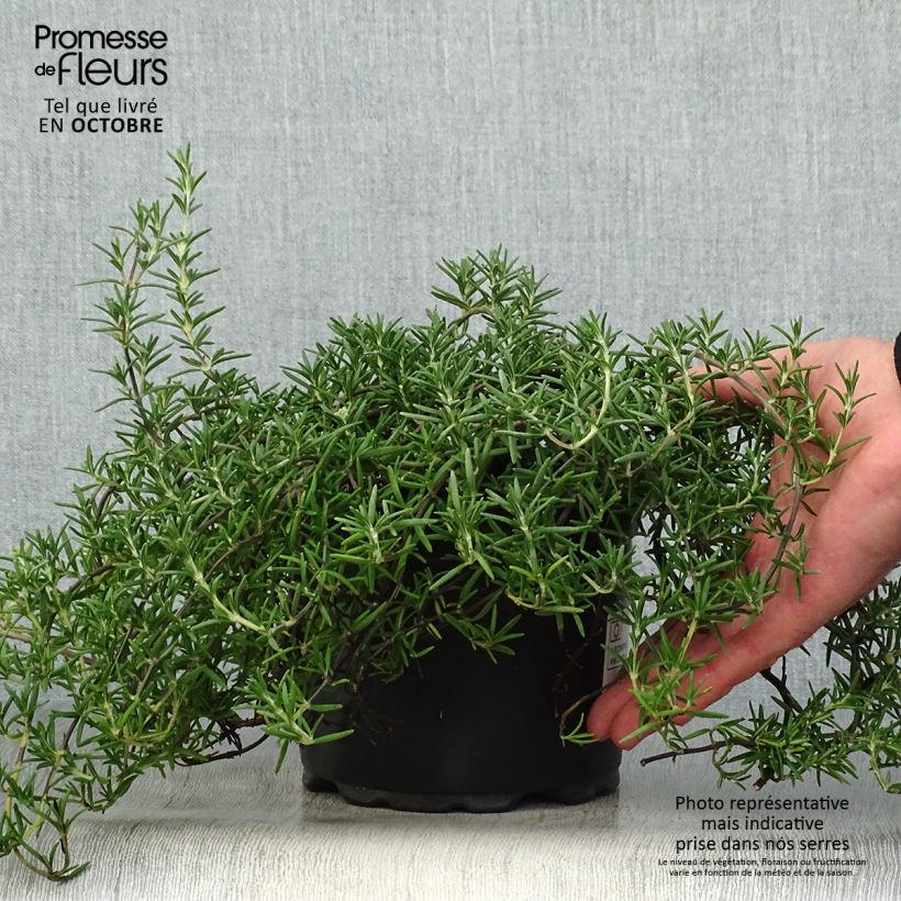 Esemplare di Rosmarinus officinalis Prostratus - Rosmarino Vaso da 1L/1,5L come consegnato in autunno