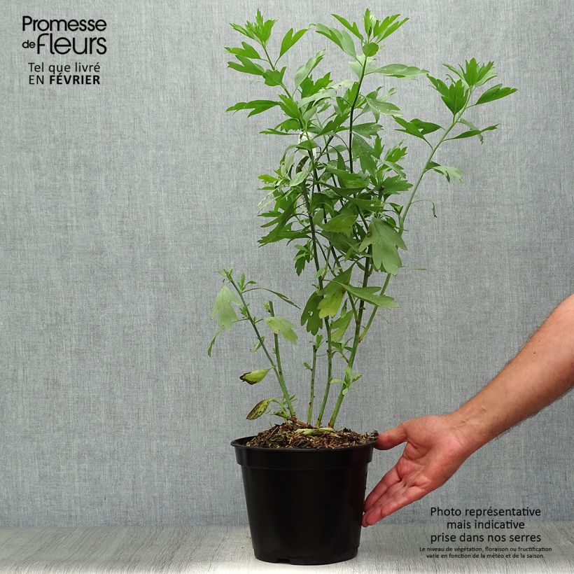 Esemplare di Romneya coulteri Vaso da 2L/3L come consegnato in autunno