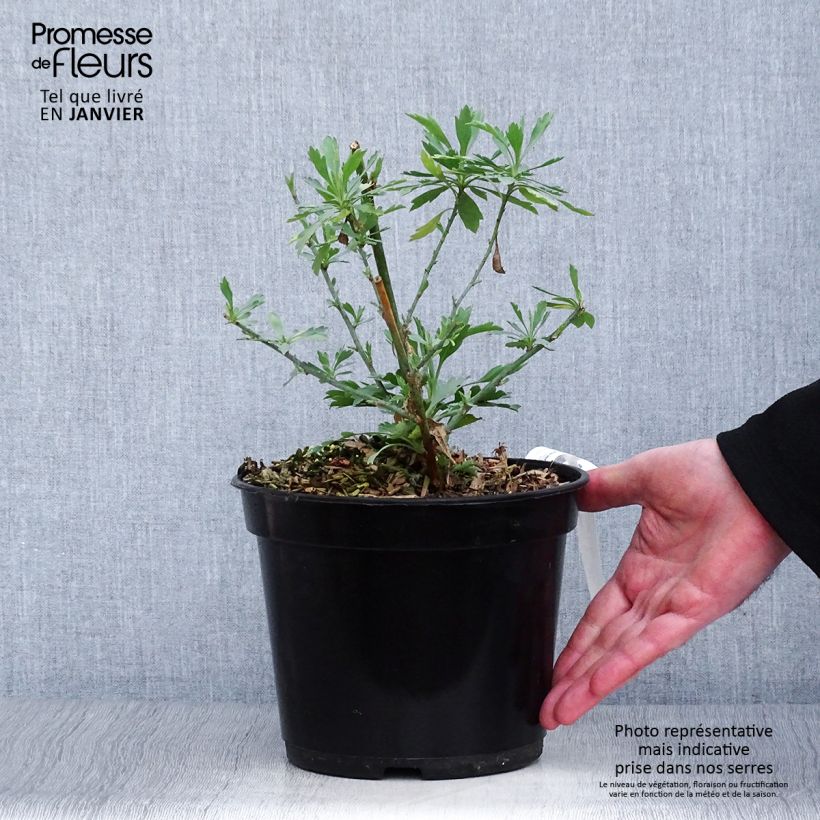 Romneya coulteri Vaso da 2L/3L esemplare consegnato in inverno