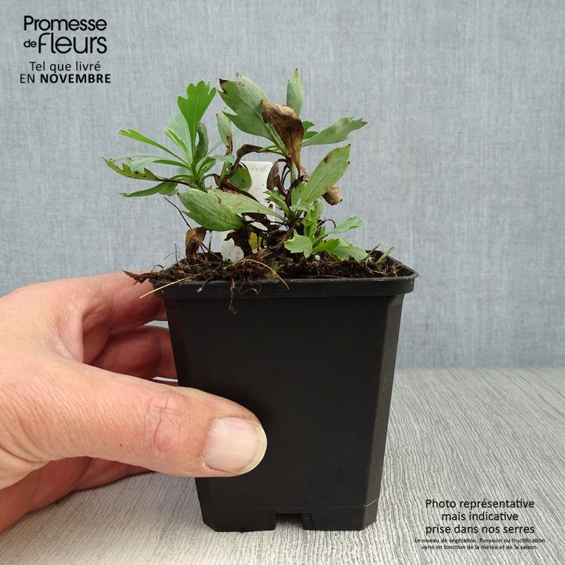 Esemplare di Romneya coulteri Vasetto da 8/9 cm come consegnato in autunno