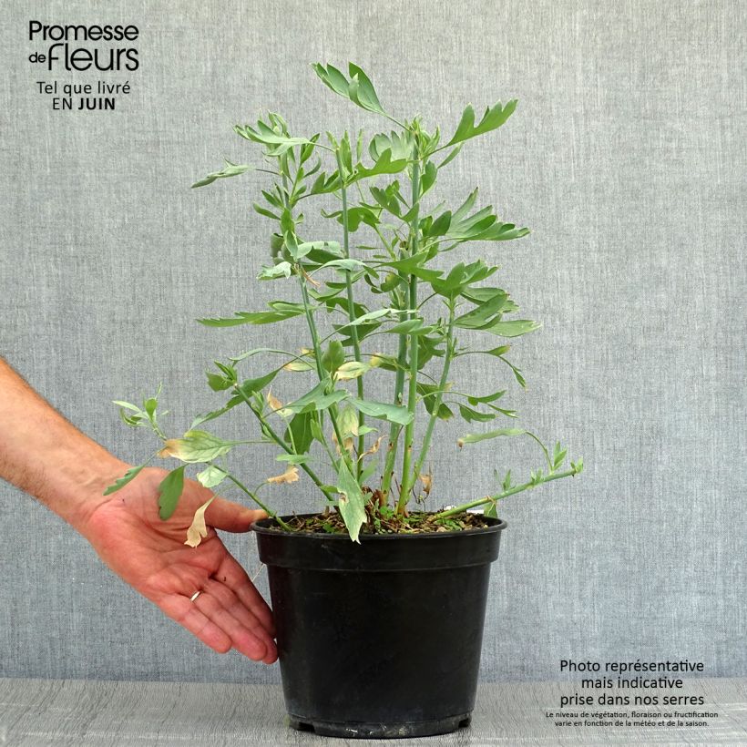 Esemplare di Romneya coulteri Vasetto da 8/9 cm consegnato in estate