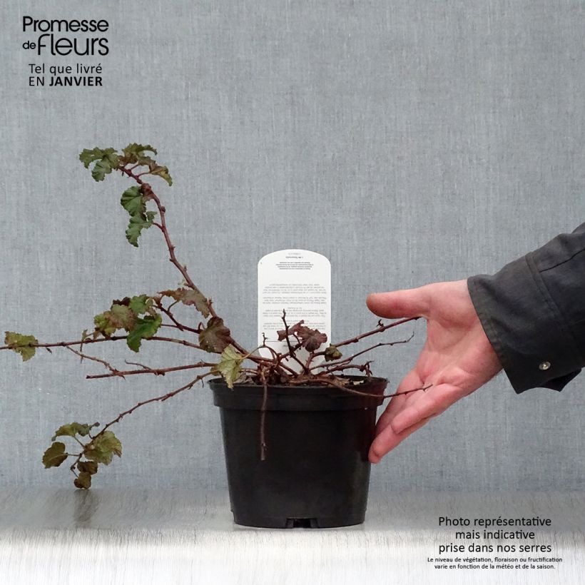Rubus tricolor Betty Ashburner - Rovo ornamentale Vaso da 1,5L/2L esemplare consegnato in inverno