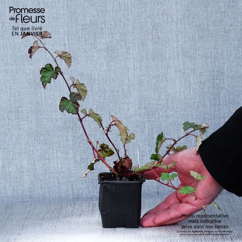 Rubus tricolor Betty Ashburner - Rovo ornamentale Vasetto da 8/9 cm esemplare consegnato in inverno