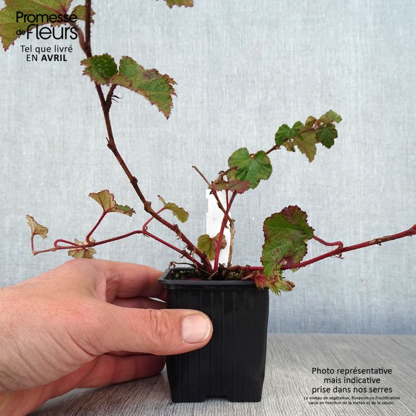 Rubus tricolor Betty Ashburner - Rovo ornamentale Vasetto da 8/9 cm esemplare consegnato in primavera