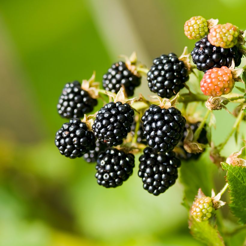 Rubus fruticosus - Mora (Raccolta)