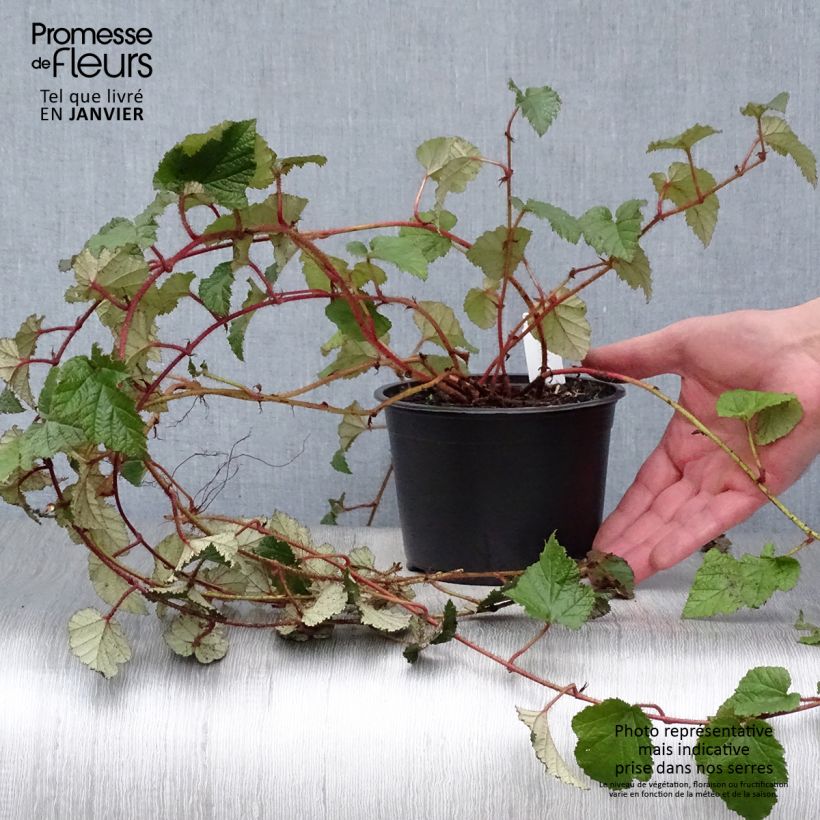 Rubus tricolor - Rovo ornamentale Vaso da 1L/1,5L esemplare consegnato in inverno