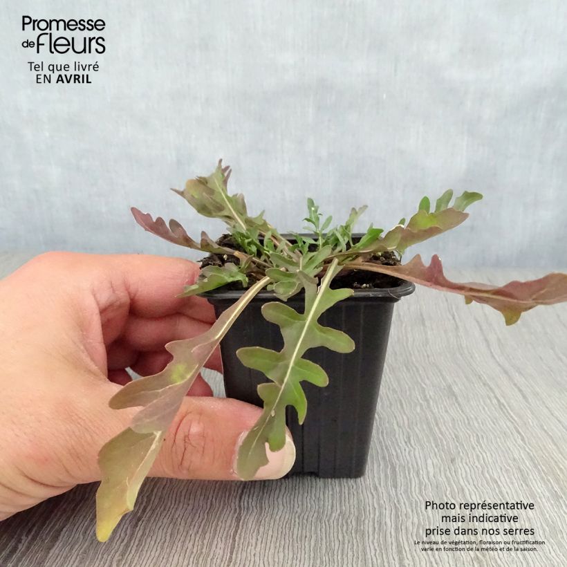 Rucola violacea Bio Vasetto da 8/9 cm esemplare consegnato in primavera
